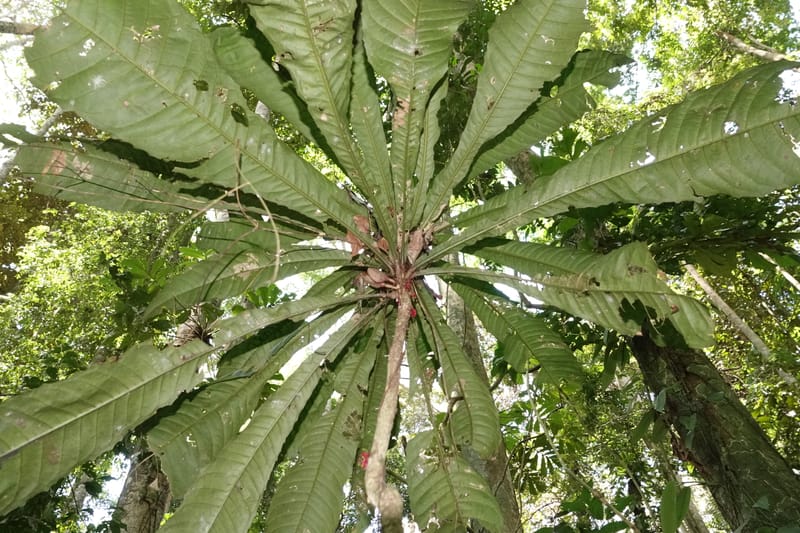Allexis cauliflora, C. Davidson 13958--Gabon. Arb. Sibang. 5 Nov. 2018. DSC02235 (115).JPG