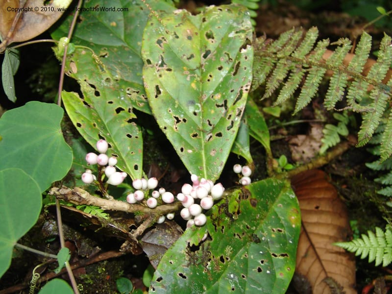 Schlegelia, Croat 96390--Ecuador. Prov. Pichincha. Pacto-Pto. Quito Rd.. 25 Mar 06. 465 (11).jpg