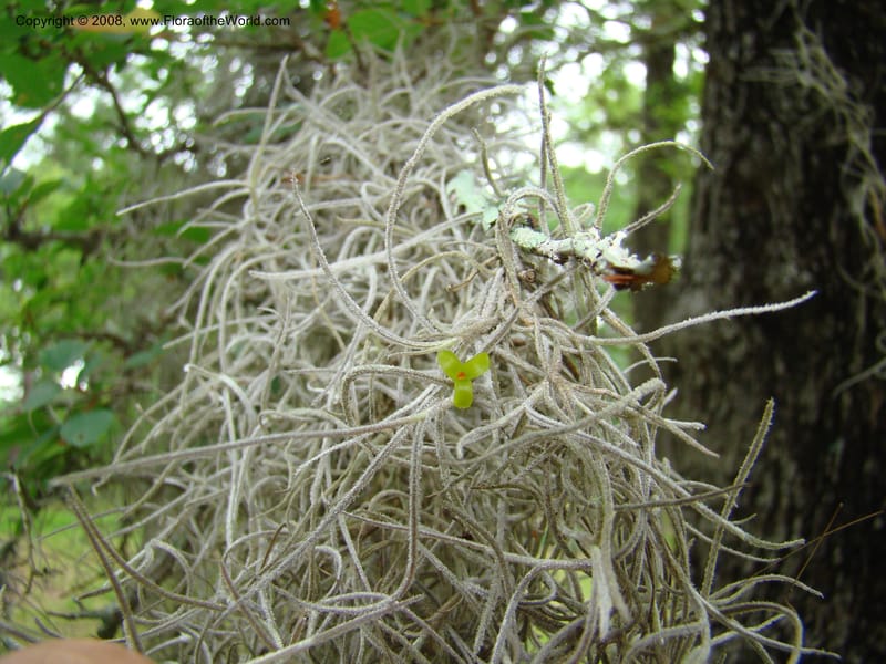 Tillandsia usneoides, CDavidson11164--TX. Walker Co. Newport Village Rd. 27 Apr 08. 154.jpg