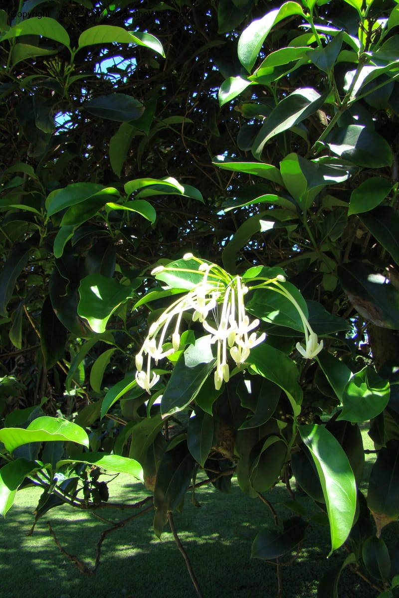 Posoqueria latifolia--South Africa. Durban Botanical Garden. 30 Jan 09. 094.jpg