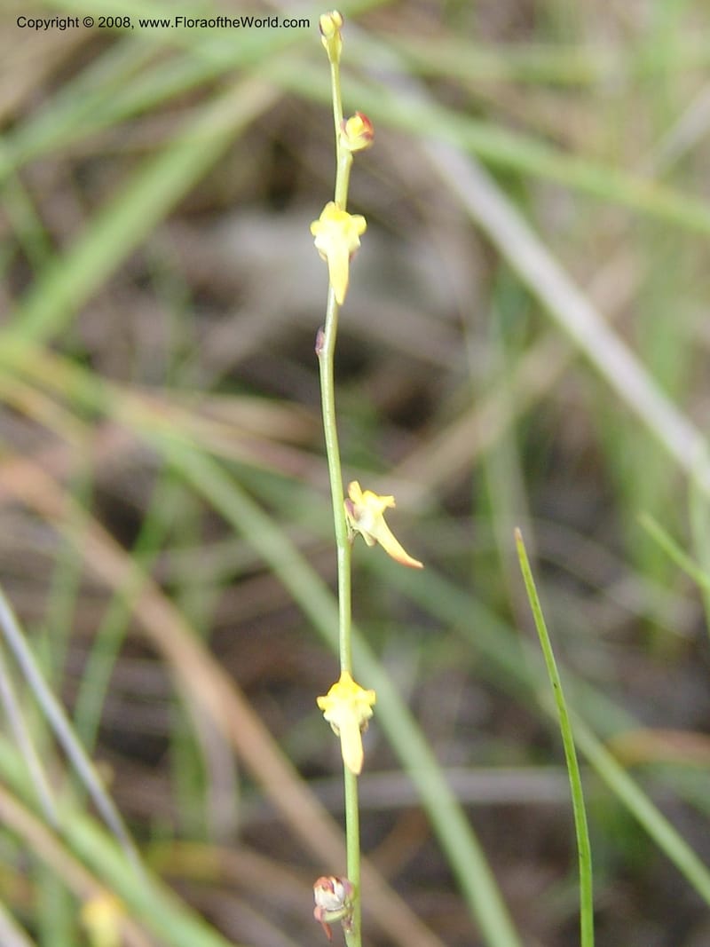 Utricularia--So.Africa. E. Cape. Umtamvuna Nat. Res. 11 Mch 05. 070.jpg