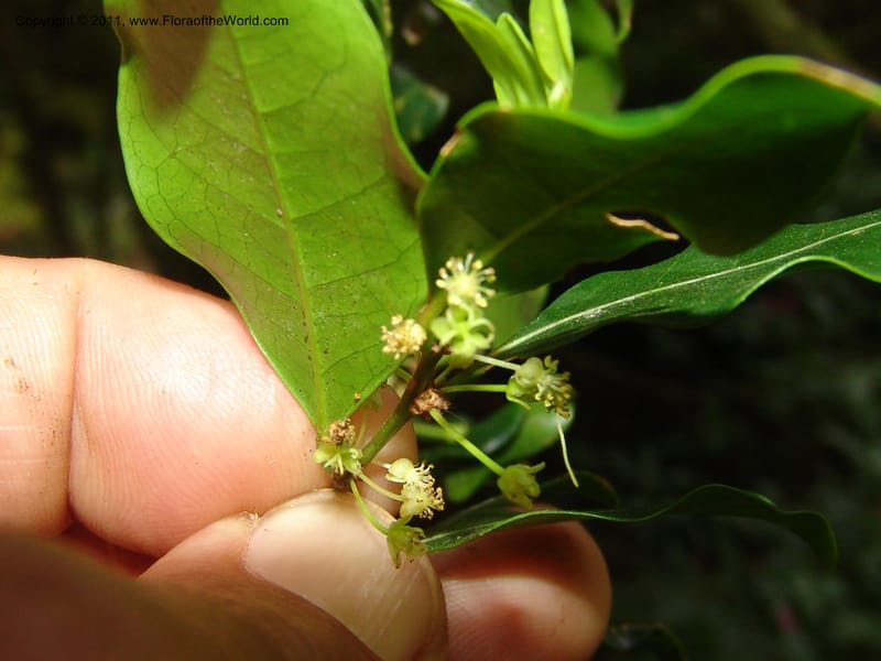 Erythroxylum, ROR1589--Madag. Parc Nat. Montagne d'Ambre. 11 Nov 06. 200.jpg
