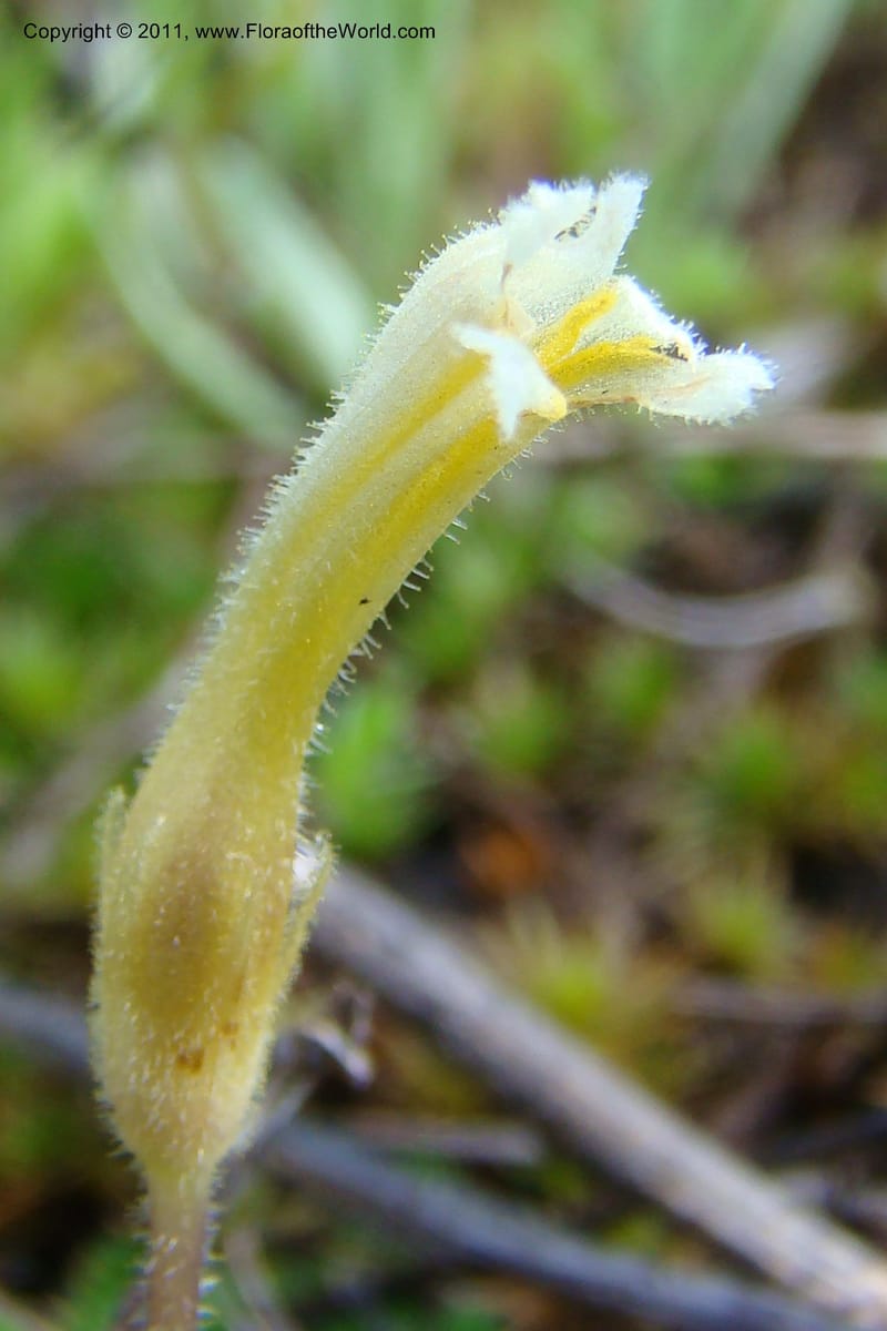 Orobanche uniflora, C. Davidson 11440--Idaho. Valley Co. Payette Lake. Sylvan Beach. 7 June 2009. 089.jpg