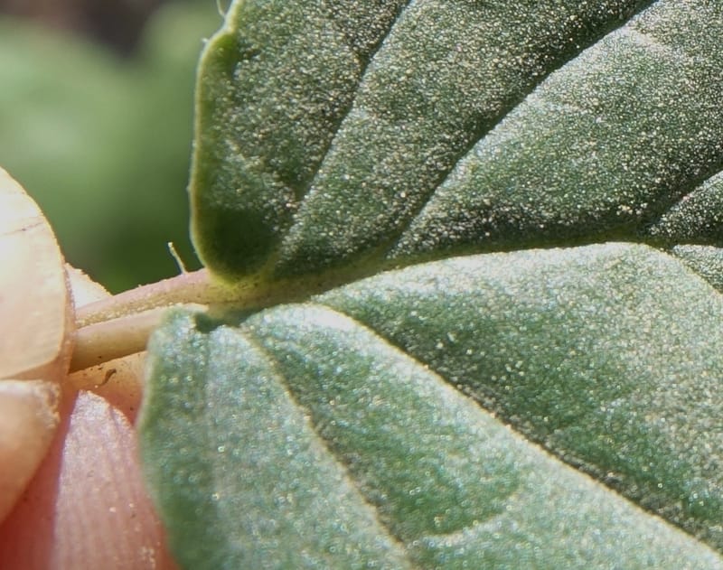 Boerhavia diffusa var. leiocarpa, Fortunato 13150--Argentina. S. of San Augustin. Las Bretes. 8 Feb 2018. DSC09370 (235).JPG