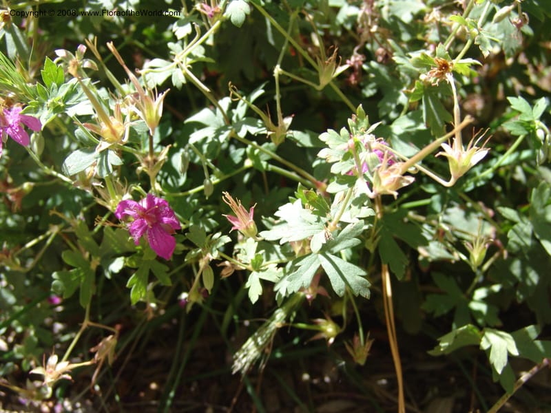 Geranium caespitosum--AZ. Arboretum at Flagstaff. 3 Sep 04.  048.jpg