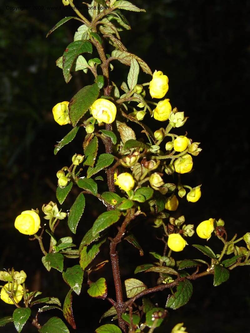 Calceolaria, DNeill16028--Ecuador. Prov. Zam. Ch. Podocarpus N. Pk. 26 Sep 07. 090.jpg