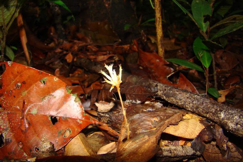 Voyria corymbosa, Mori 27340--French Guiana. Les Nouragues Station. 27 Oct 09. 072.jpg
