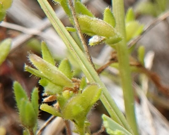 Veronica arvensis, C. Davidson 13751--Oregon. Wallowa Co. Zumwalt.Trail Cr. Rd. 4 Jun 2018. DSC04078 (31).JPG
