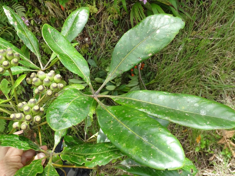 Plerandra grandiflora, Plunkett, G 3178--Fiji. Delaikoro Mtn. 3 Nov 2015. DSC08393 (128).JPG