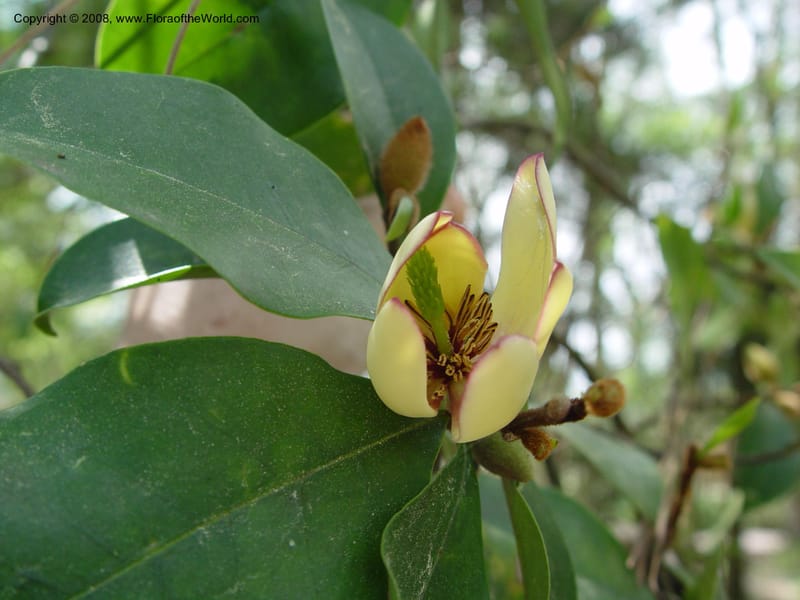 Michelia figo, 960680-1--TX. Humble. Mercer Garden. 20 Mch 04. 035.jpg