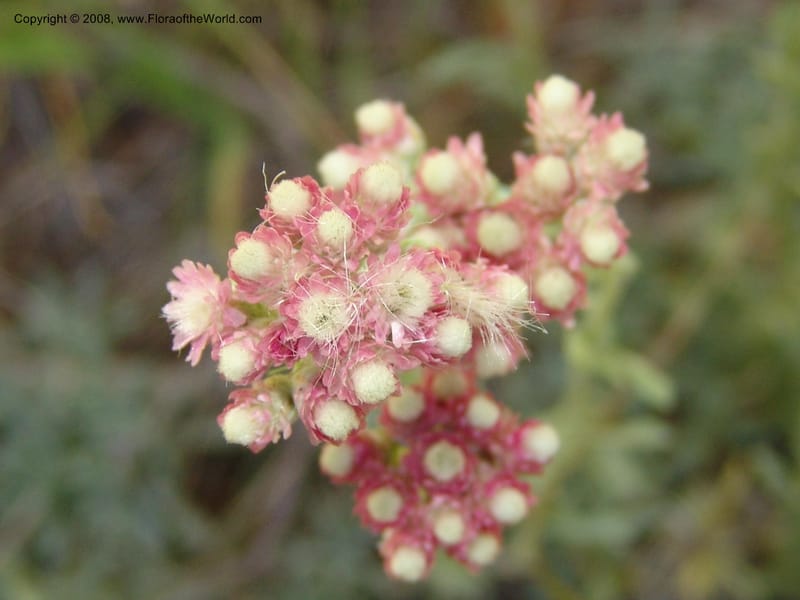 Antennaria rosea, CDavidson11091--ID. Idaho Co. Warren Wagon Rd., Sesesh Meadow. 8 Jul 07. 051.jpg