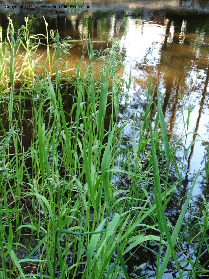 Torreyochloa pallida var. pauciflora, Davidson, C 12609--Idaho. Valley Co. Payette Lake. Sylvan Cr. 20 Jul 2014. DSC00669 (50).JPG