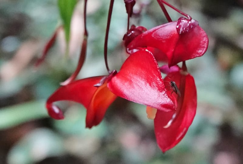 Impatiens, C. Davidson 13908--Gabon. M de C. Sent. Andok. 28 Oct 2018. DSC09339 (308).JPG