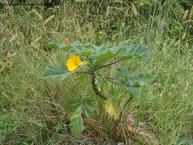 Uncarina roecosiliana--So. Africa. Mpumalanga. Karino, Whyte Thorne Garden. 19 Mch 05. 168.jpg
