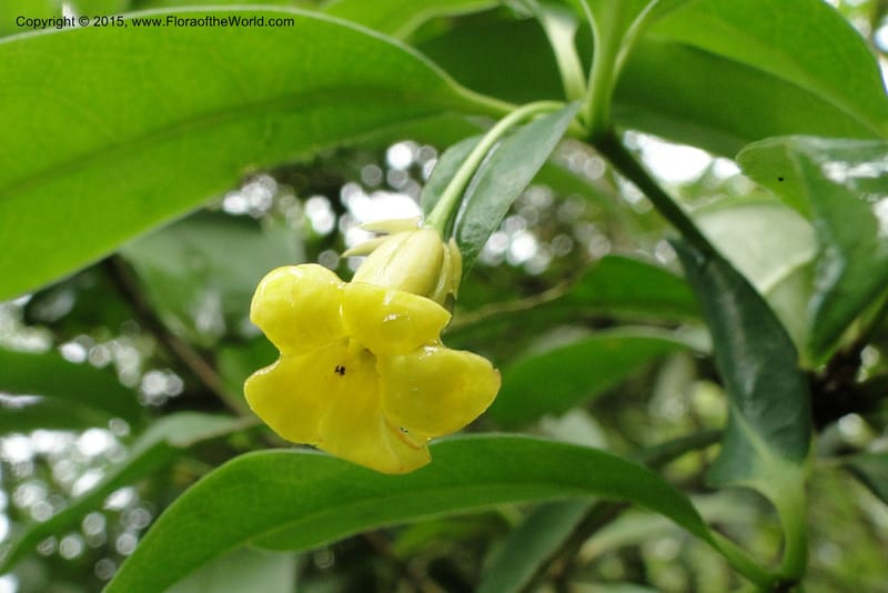Pittosporum, Regalado 1773--Viet Nam. Ban Khoang Commune. 4 May 2011. 095 (5).jpg