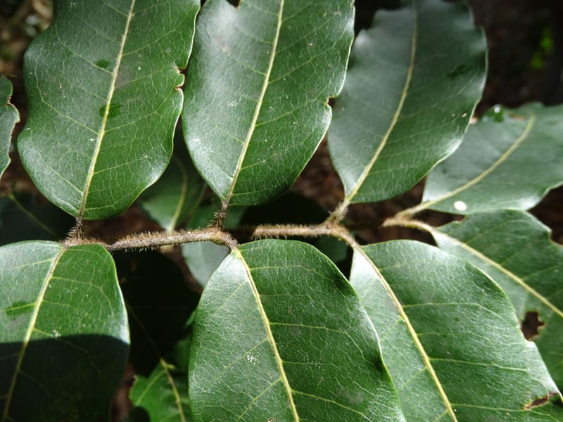 Alectryon hirsutus, Munzinger, J 7422--New Caledonia. Foret du Koghi. 13 Nov 2015. DSC02196 (83).JPG