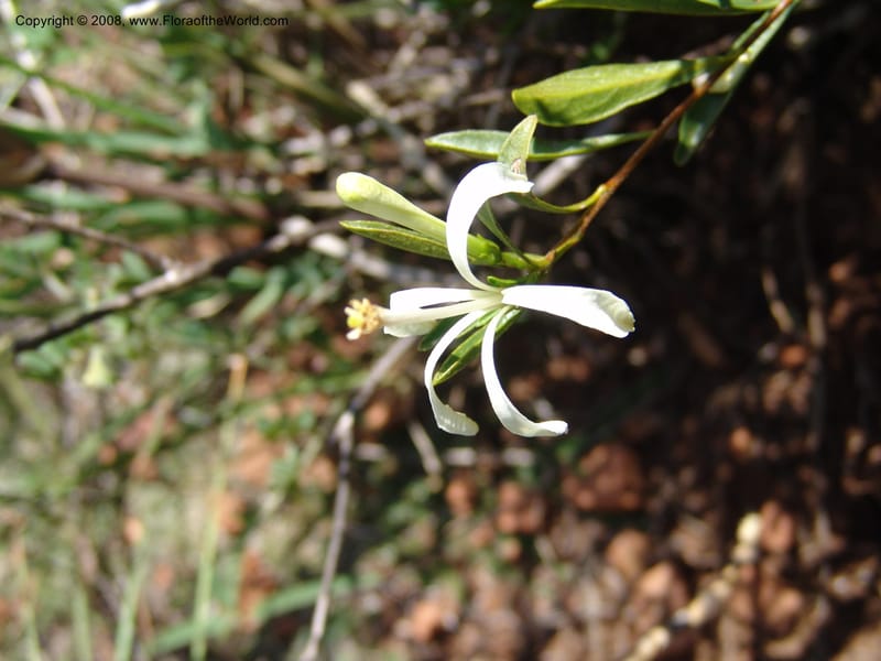 Turraea obtusifolia--So.Africa. Mpumal. twd Rietfontein. 16 Mch 05. 329.jpg