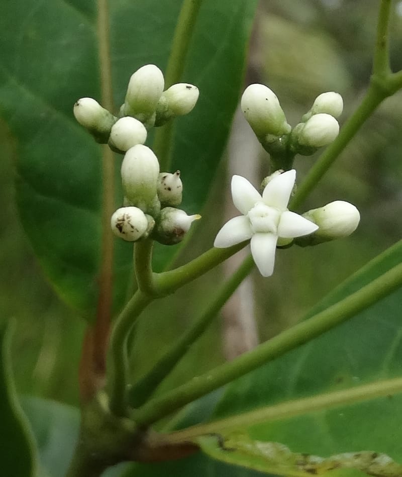 Neuburgia, Lowry, P 7330--Fiji. Delaikoro Mtn. 3 Nov 2015. DSC08393 (414).JPG