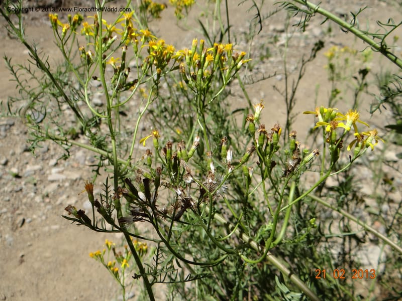 Senecio glaber, W. D. Stevens 34159--Chile, PN Siete Tazas. 21 Feb 2013  99374 (8).JPG