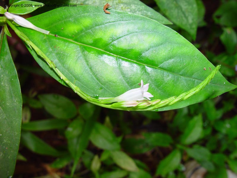 Spigelia multispica, ETepe524--Fr. Guiana. Tresor Res. Nat. 12 Mch 02. 001.jpg