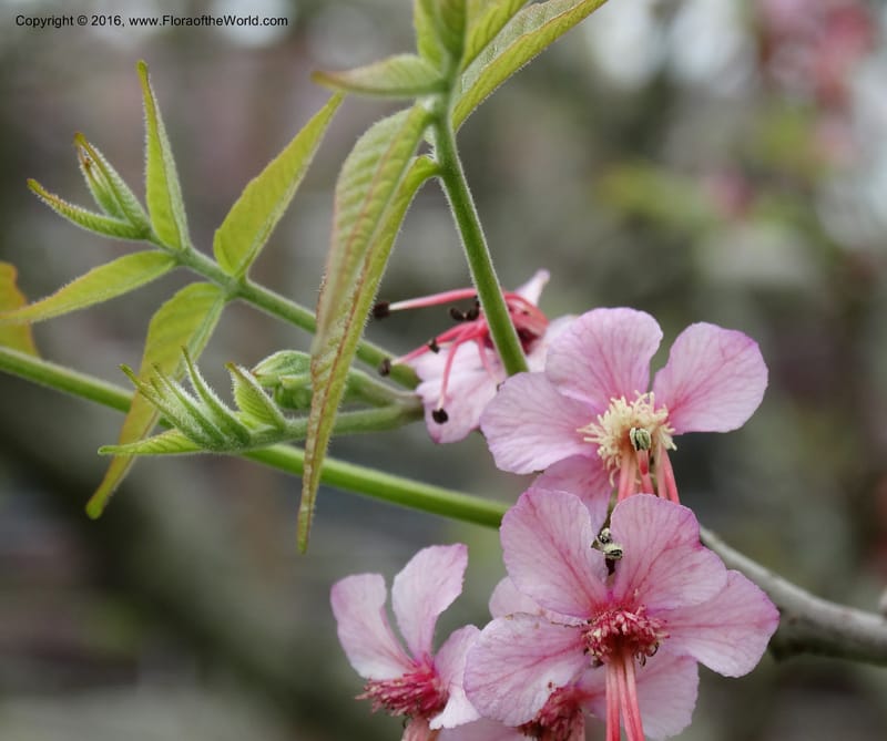 Ungnadia speciosa, Davidson, C 13072--USA Austin TX KcKinney 18 Mar 2016 6896 (13).JPG