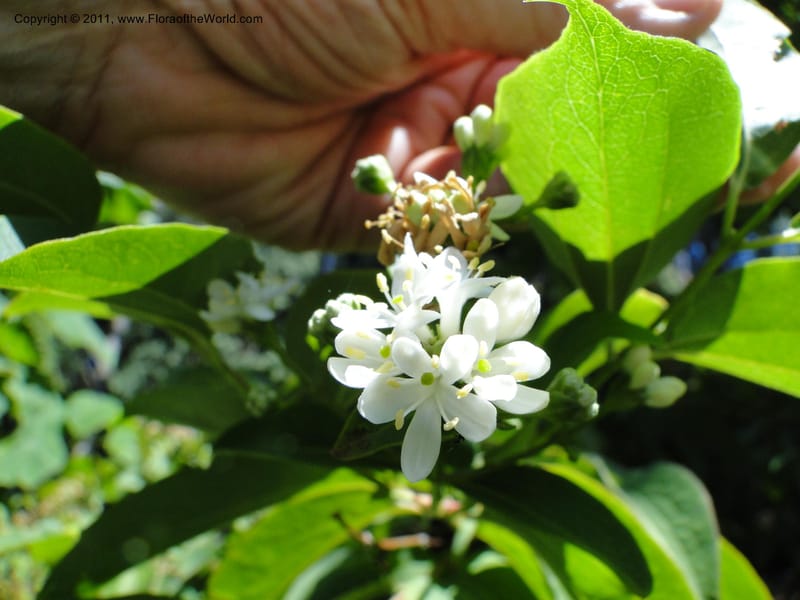 Heptacodium jasminoides--Tasmania. Royal Tasmanian Botanical Garden. 2 Feb 2010. 3596 (5).JPG