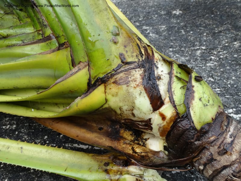 Benstonea, Buerki, S 342--Sabah. G. Silam. 1 Oct 2014. DSC00937 (101).JPG