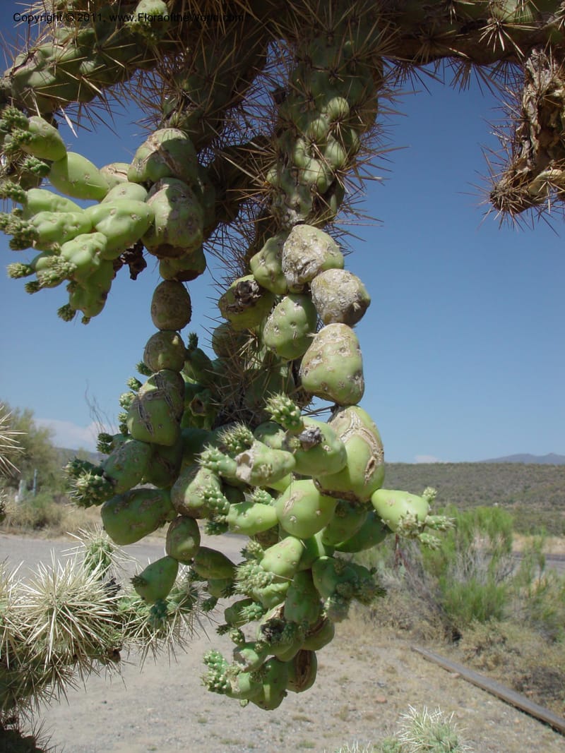Opuntia fulgida--AZ. 70 mi N of Phoenix on Hwy 17. 5 Jun 03. 008.jpg