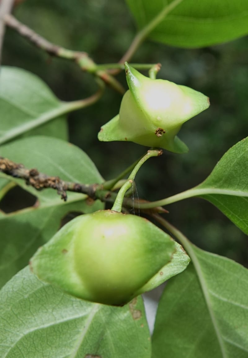 Euonymus sanguineus, D. Boufford 43991--China. Sichuan. Yibailingba-gou. 12 Aug 2017. DSC04660 (437).JPG