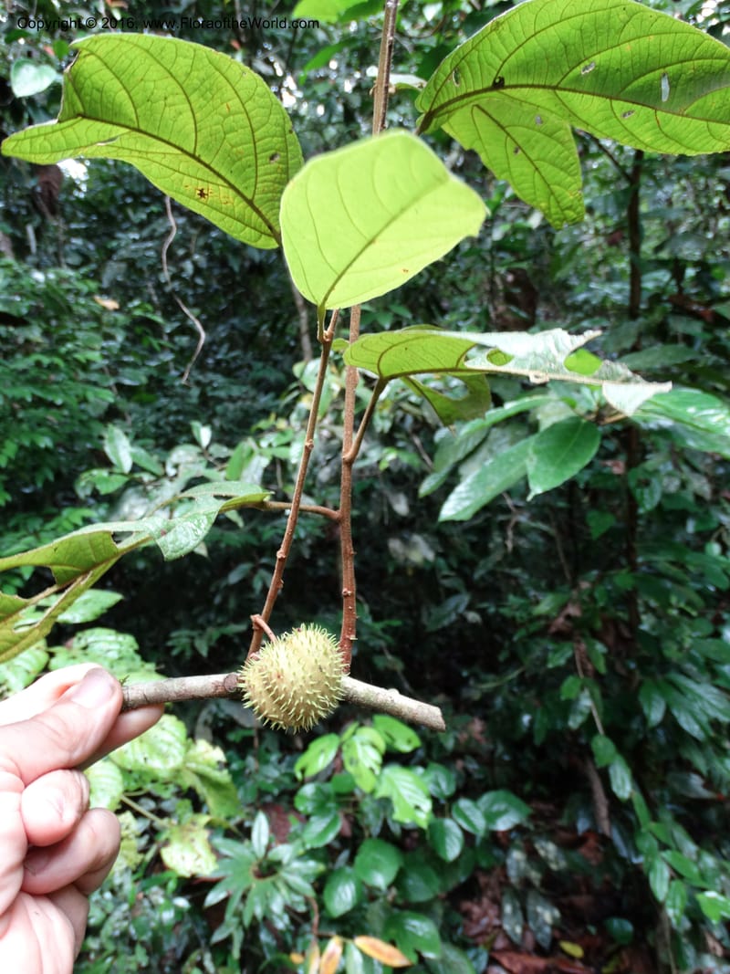 Byttneria, Davidson, C 12752--Sabah. Sg. Nelumad. 12 Oct 2014. DSC04383 (236).JPG