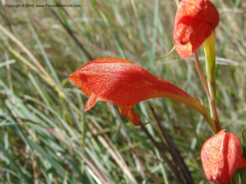 Gladiolus dalenii--So.Africa. E. Cape. R58 SE of Lady Grey. 10 Mch 05. 008.jpg