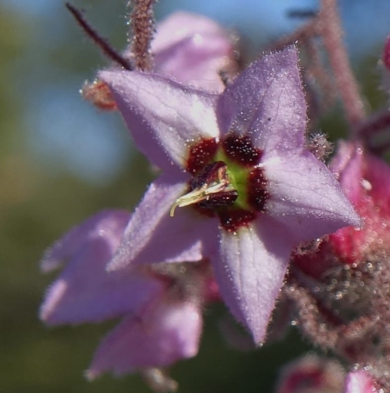 Lasiopetalum glutinosum subsp. latifolium, Davidson, C 13388--Australia. W.A. Calingiri Rd. 22 Oct 2016. DSC04023 (12).JPG