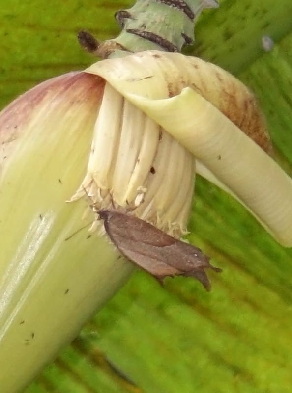 Musa formosana, Chung Kuo-Fang 3351--Taiwan. Wulai Distr. Wulai village. Hsing Hsian Trail. 19 May 2016. DSC03046 (137).JPG