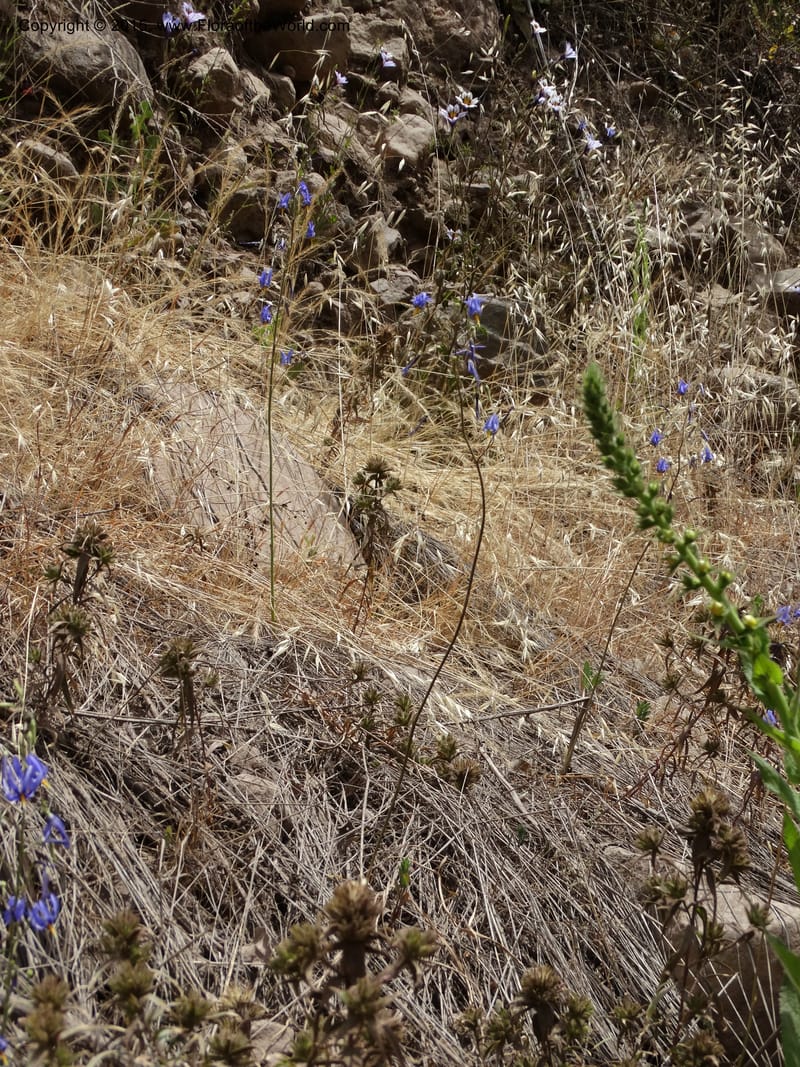 Conanthera bifolia, Davidson, C 12823--Chile. Ruta J-55 east of Talca. 27 Nov 2014. DSC08656 (25).JPG