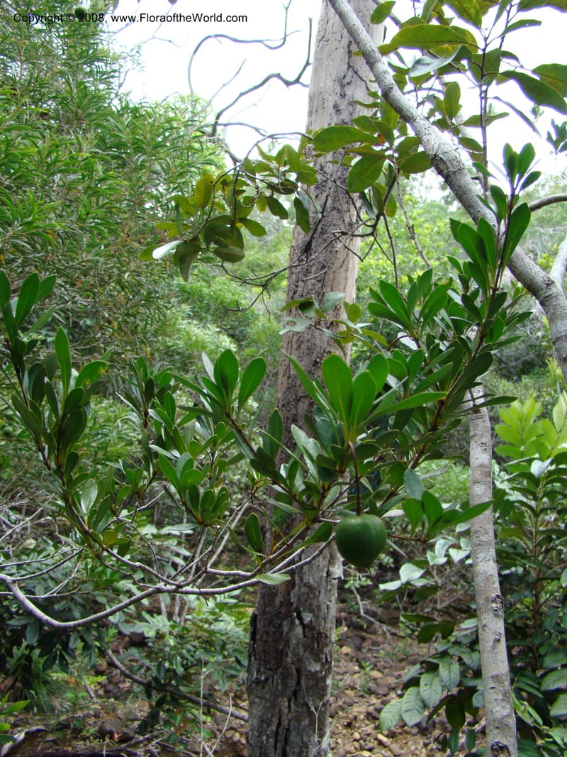 Pittosporum, CGemmill609--N.Caled. RT 1, Avangui For., Hervrouet Cr. 12 Nov 07. 008.jpg