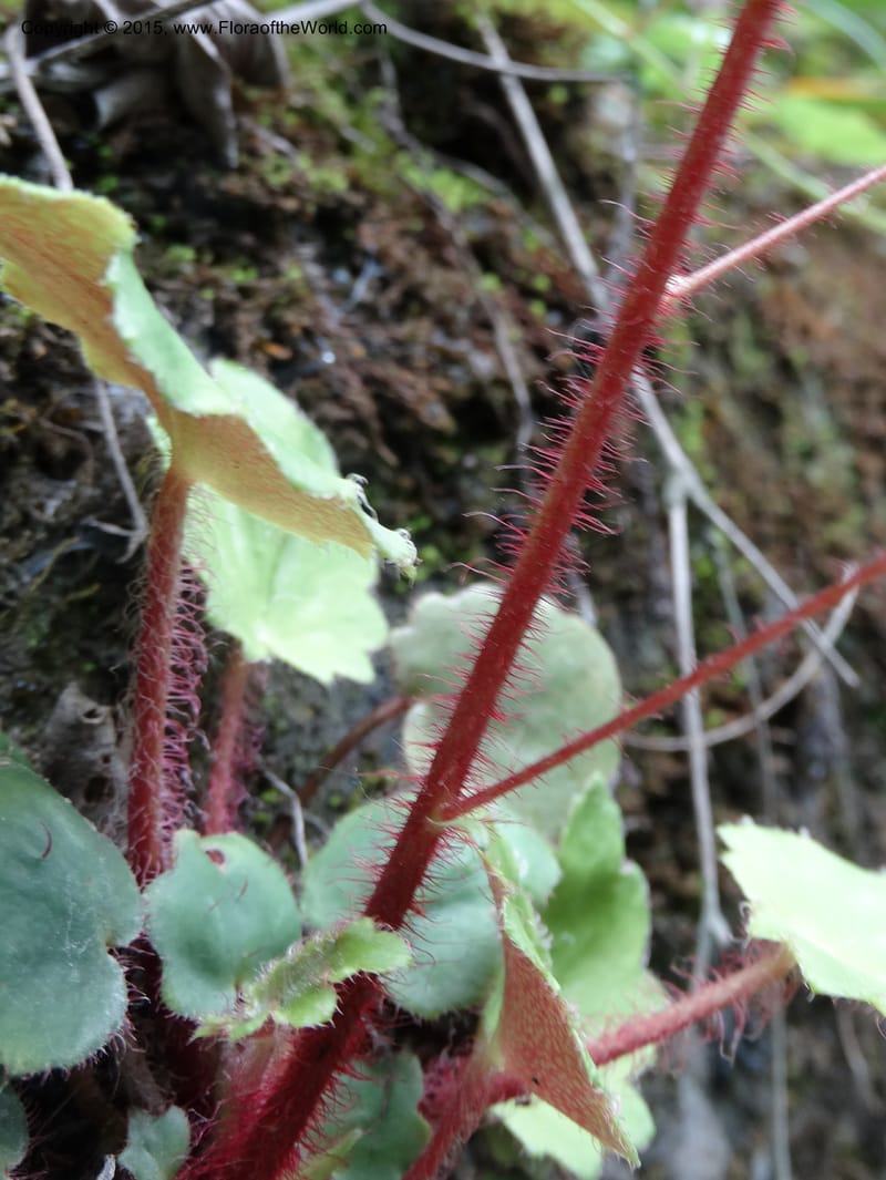 Saxifraga mengtzeana, Boufford, D 43703--China. Sichuan. LongDongZhen on Rd. to LeiYuan Shan. 13 May 2014. DSC05860 (72).JPG