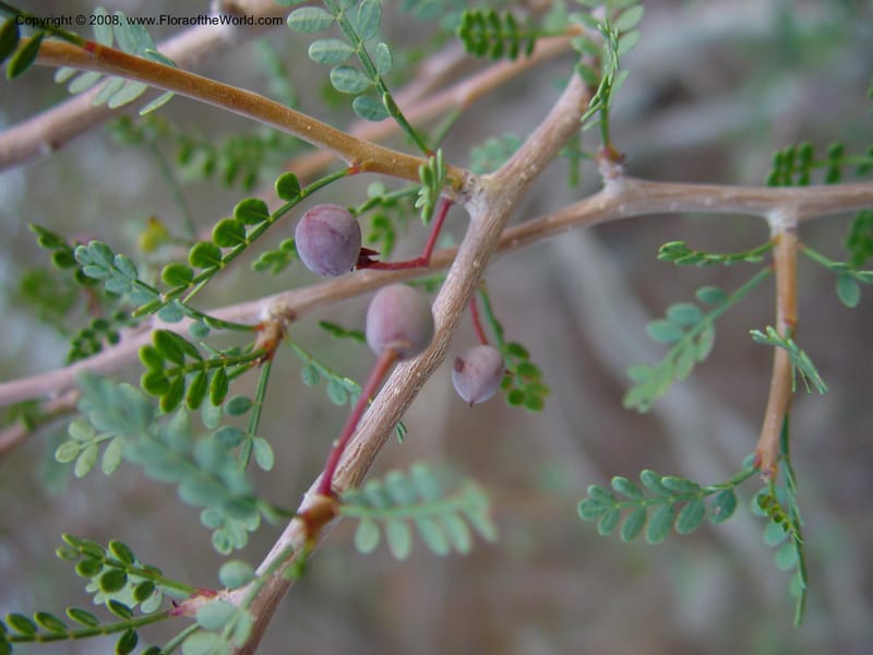 Bursera microphylla--CA. The Living Desert Zoo & Gardens, Palm Desert. 15 Feb 03. 030.jpg