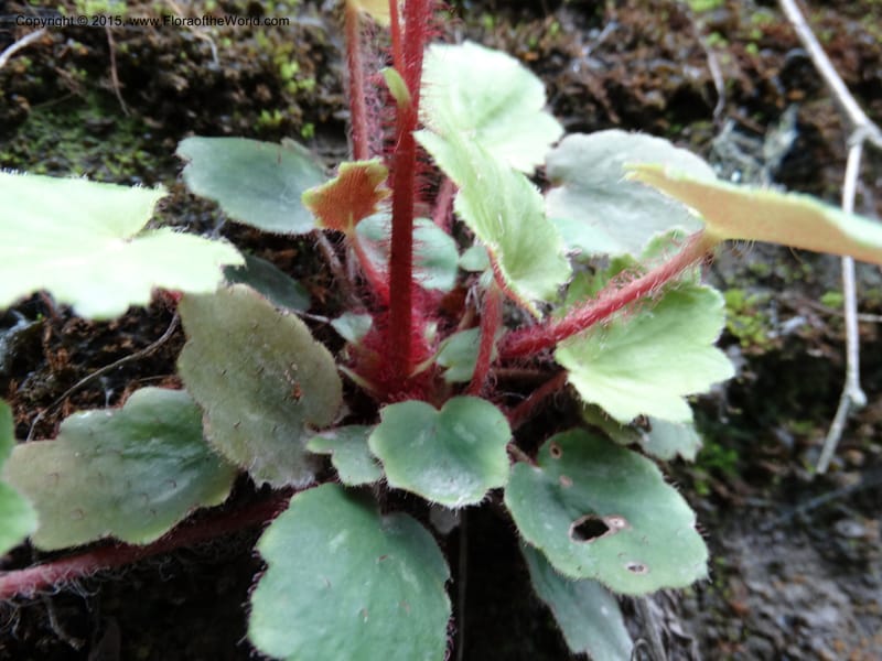 Saxifraga mengtzeana, Boufford, D 43703--China. Sichuan. LongDongZhen on Rd. to LeiYuan Shan. 13 May 2014. DSC05860 (71).JPG