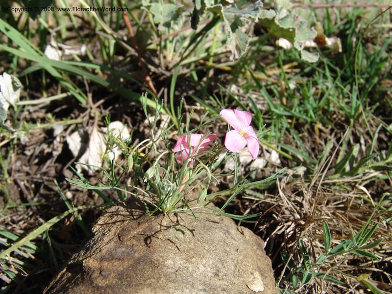 Oxalis bifurca--So.Africa. E. Cape. Moonstone Farm, Quanti Area, Stut. 8 Mch 05. 009.jpg