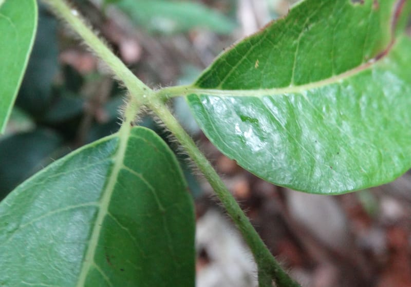 Alectryon hirsutus, Munzinger, J 7420--New Caledonia. Foret du Koghi. 13 Fri 2015. DSC02196 (185).JPG