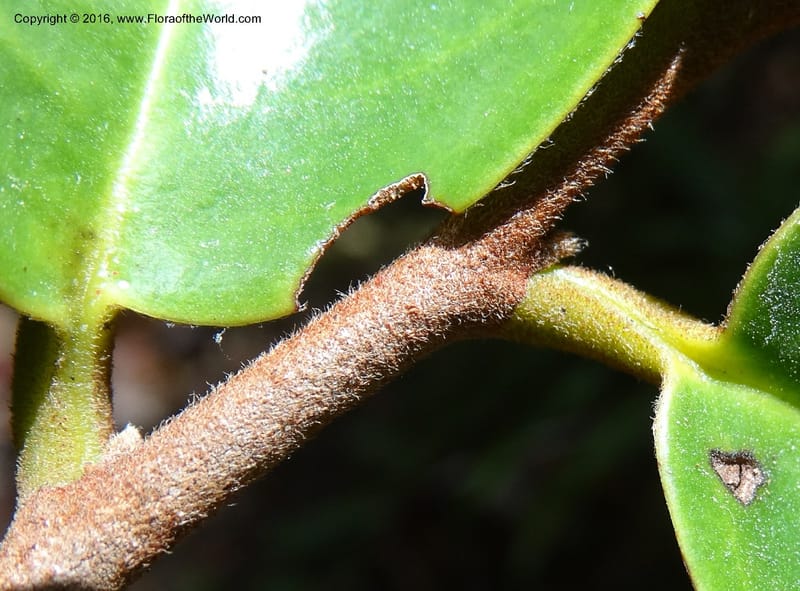 Xylopia, Davidson, C 12902--Sabah. Sugut F. R. 25 Mar 2015. DSC00320 (120).JPG