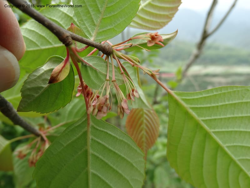 Euptelea pleiosperma, Boufford, D 43587--China. Sichuan. Tudiling Tunnel. 6 May 2014. DSC03860 (133).JPG