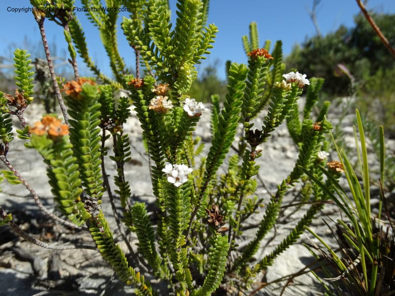 Euchaetis, Davidson, C 12300--South Africa. Western Cape. De Hoop Nature Res. 22 Jan 2014. DSC01681 (66).JPG