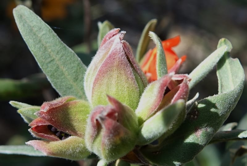 Hibbertia miniata, Davidson, C 13376--Australia. W.A. Flora Rd. 22 Oct 2016. DSC03739 (14).JPG