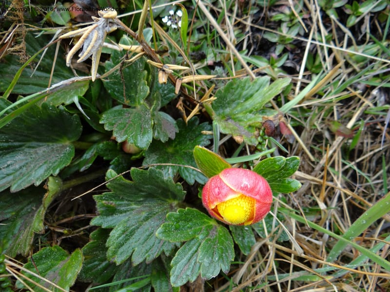 Ranunculus gusmannii, not collected--Ecuador. Pichincha. Nevado Cayambe. 6 Oct 2012. DSC07236 (212).JPG