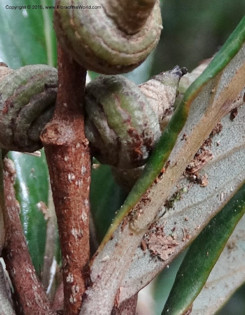 Lithocarpus, Davidson, C 12741--Sabah. Mt. Kinabalu. Bundu Tuhan Trail. 11 Oct 2014. DSC04153 (157).JPG
