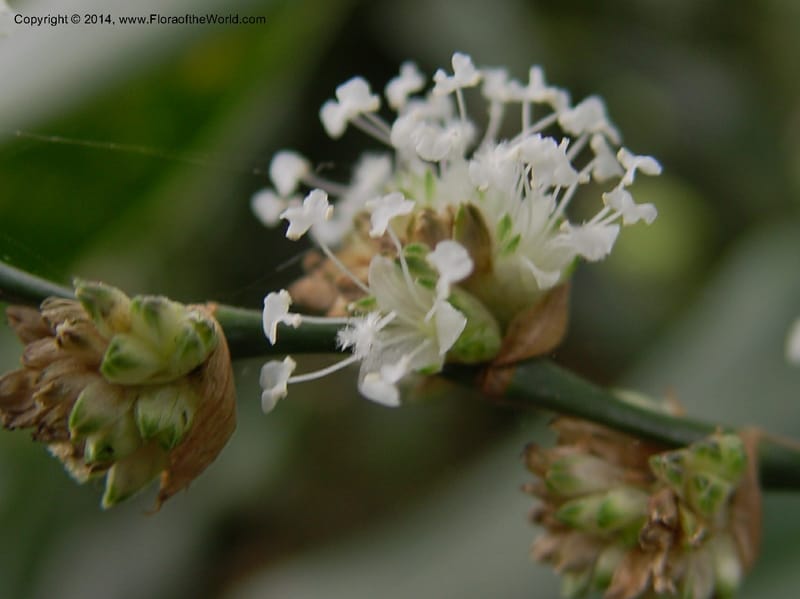 Callisia fragrans--So. Africa. Durban Bot. Gard. 3 Oct 0~5E2.jpg