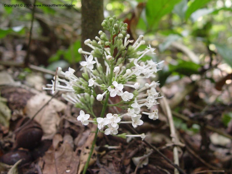 Clerodendrum--Ghana. Kakum Nat. Park, 12 Dec 03. 129.jpg