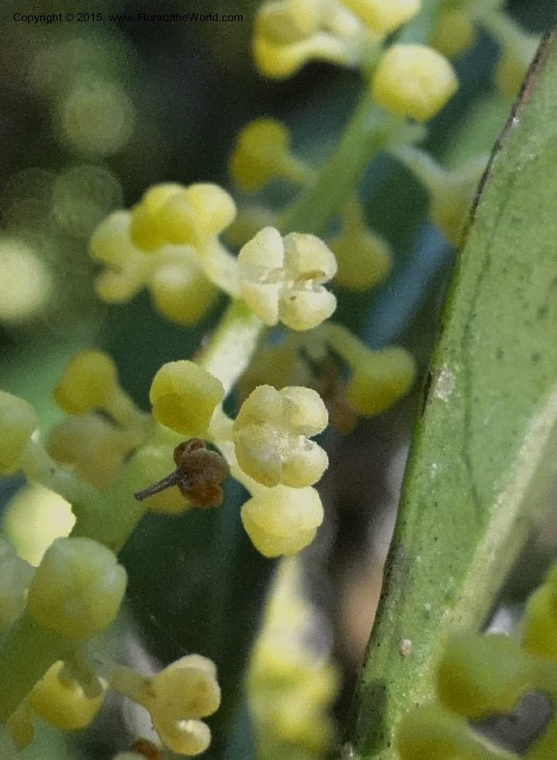 Chionanthus, Regalado 1840--Viet Nam. Bach Maa. 9 May 2011. 133 (5).jpg