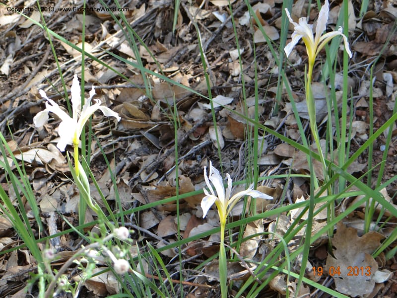 Iris tenuissima, Davidson, C 12132--USA, California, Nevada Co. 19 Apr 2013  0111 (5).JPG